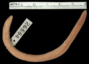 Media type: image;   Herpetology R-26584 Aspect: ventral